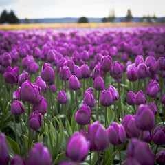 Purple tulip field