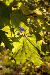 Red and yellow autumn maple leaves