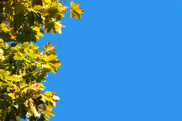 Red and yellow autumn maple leaves