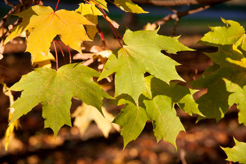 Red and yellow autumn maple leaves