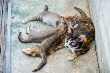 Kitten eating milk from a mother cat on floor