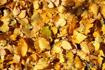 Autumn leaves.