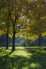 Obraz premium tree in the park in autumn