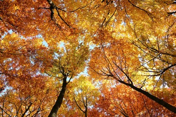 Autumn forest.