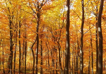 Autumn forest.