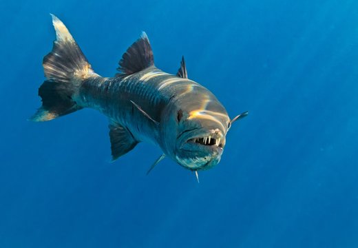 Барракуда красного моря фото Барракуда Изображения: просматривайте стоковые фотографии, векторные изображения