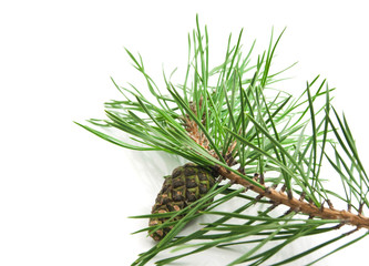 fir tree branch with cones