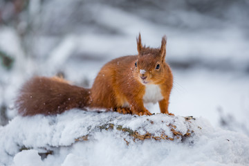 Red Squirrel in Winter, County of Northumberland, England