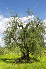 The old olive tree in the Tuscan countryside, Italy