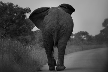 Einsamer Elefant auf seinem Weg 1