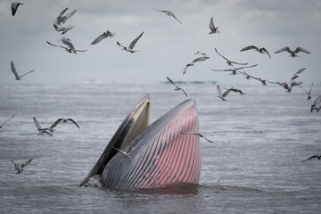 Fototapeta premium The Bryde's Whale.