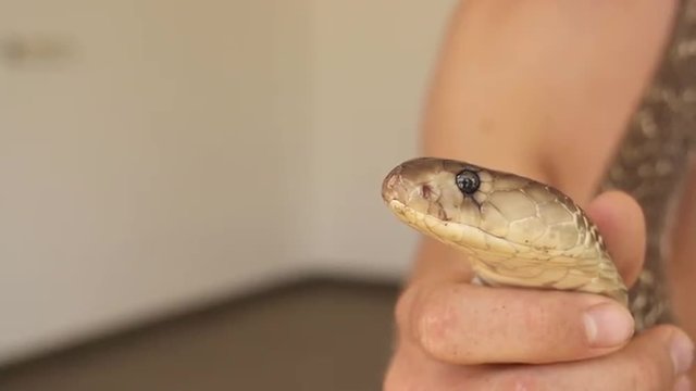 SLOW MOTION: Holding a cobra