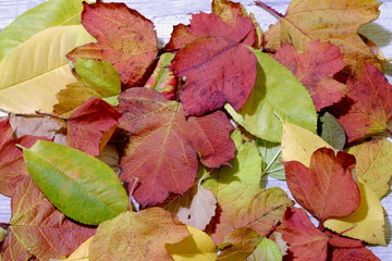 autumn leaves on wooden background