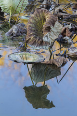 dried waterlily and reflection on lake in autumn