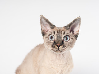 Devon rex cat on white background