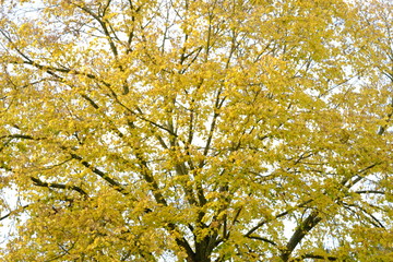 autumn leaves on wooden background