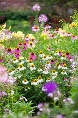 Coneflowers in bloom in a summer backyard garden