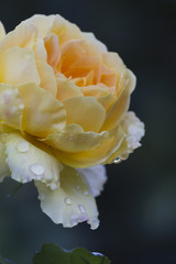 rose after the rain in the garden