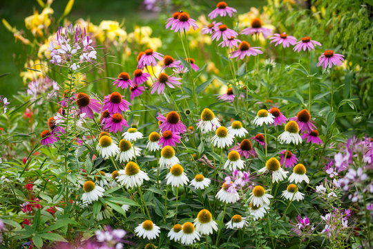 Coneflowers in bloom in a summer backyard garden outside of a su