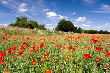 Poppy field with blue sky and trees on the background
