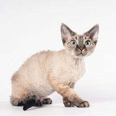 Devon rex cat on white background