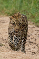 Leopard portrait gefährlich nahe