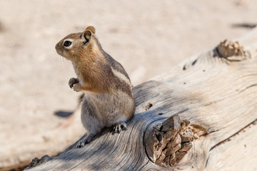 Naklejka na ściany i meble Golden-Mantled Ground Squirrel in Bryce Canyon National Park, Utah