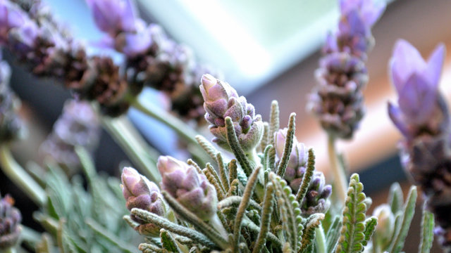 Lavender blooms closeup