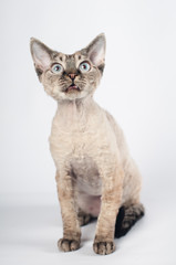 Devon rex cat on white background