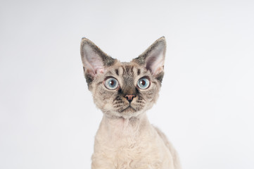 Devon rex cat on white background