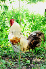  cock grazing on the grass