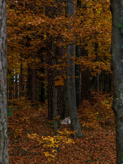 Birdhouse in an Autumn forest