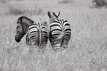 2 Zebras von hinten