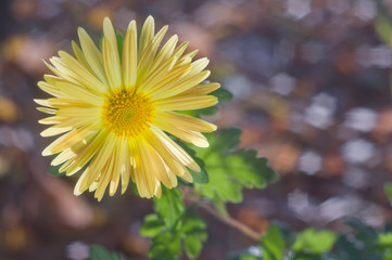 Yellow chrysanthemum on background bokeh