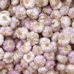 close up of Many heads of white purple garlic on market stand