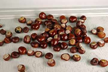 Chestnut on wooden substrate