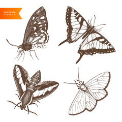 Vector collection of ink han drawn butterflies
