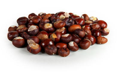 Chestnut isolated white background