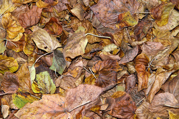 Dry leaves on the road