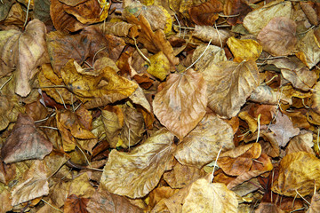 Fallen autumn leaves