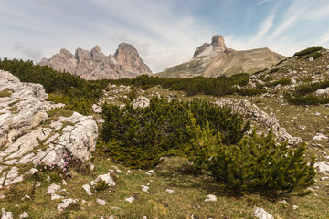 dwarf pine shrubs growing on alpine meadow