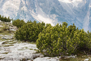 dwarf mountain pine shrubs growing in Dolomites © Patrik Stedrak