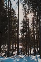 Fototapeta premium The Winter forest