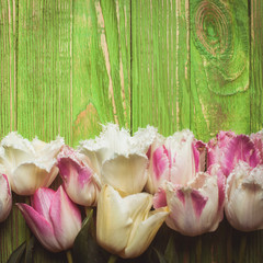 Tulips on green wooden background