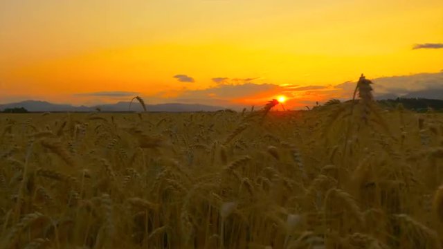 AERIAL: Vast field of yellow wheat at beautiful golden sunset