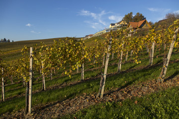 Fototapeta na wymiar Herbst an der südsteirischen Weinstrasse, Steiermark,Österreich
