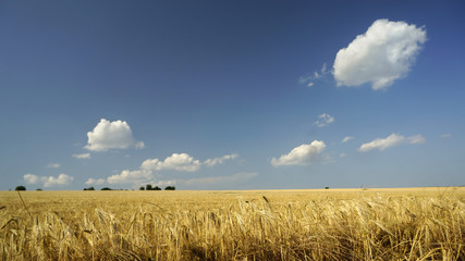 Ripe crops