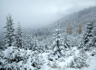 Winter trees in the mountains