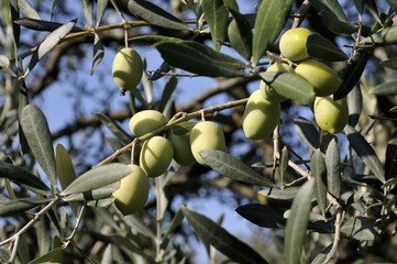 Olive verdi quasi mature
