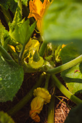 Pumpkin fruit on plant 